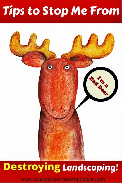 Tips to Stop Deer From Destroying Landscaping